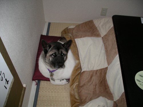 She also wants the kotatsu Also Moki would prefer something a little 